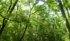 Bannister Bridge 2 (Friends of Congaree Swamp)