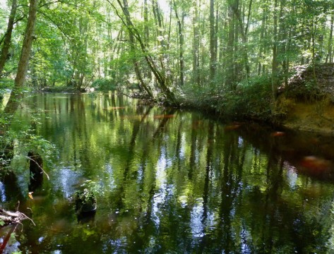 Bannister Bridge (Friends of Congaree Swamp)