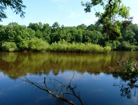 Bates Old River (Friends of Congaree Swamp)