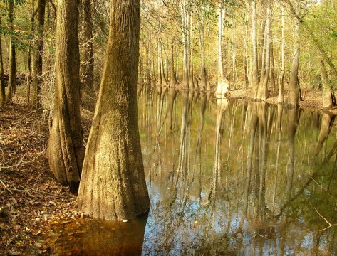 Cedar Creek ( Ron Ahle)