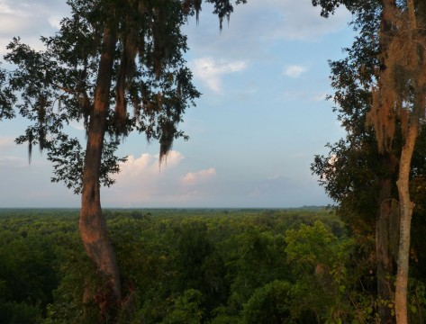 Congaree Bluffs (Caroline Grego)