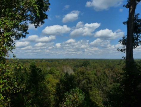 Congaree Bluffs (Friends of Congaree Swamp)