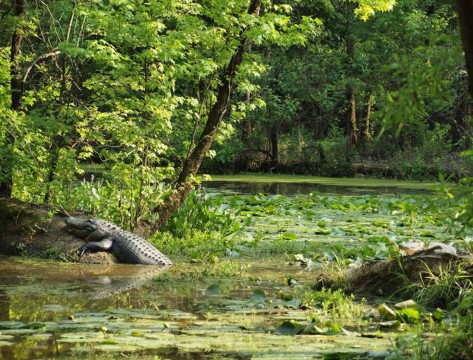 Congaree Creek Heritage Preserve (Hunter Desportes)