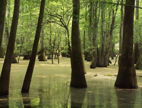 Congaree National Park Kingsnake Trail (Hunter-Desportes)