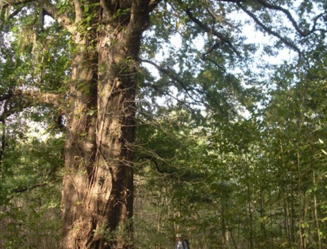 Laurel Oak Campground (National Park Service)