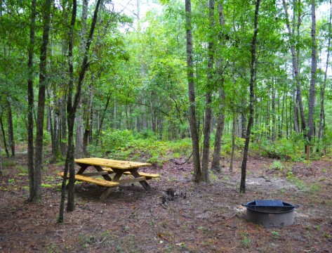 Longleaf Campground (National Park Service)