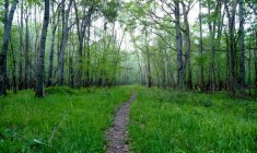 Congaree National Park Oakridge Trail (Friends of Congaree Swamp)