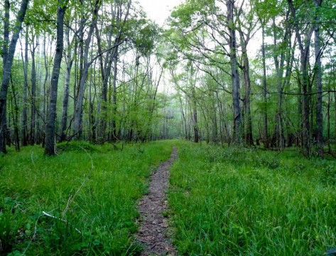 Congaree National Park Oakridge Trail (Friends of Congaree Swamp)
