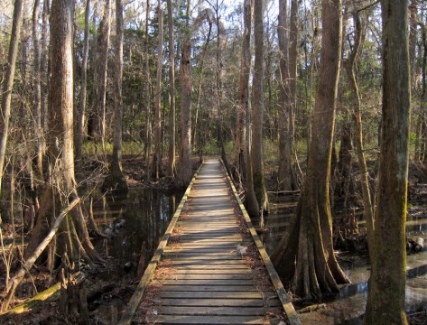 Congaree National Park Weston Lake Trail Miguel Vieira