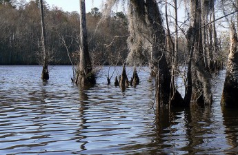 Waccamaw River Blue Trail, SC | Charles Slate