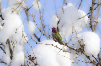 New Year's Day Snow in Clarkdale, AZ, 1/1/15