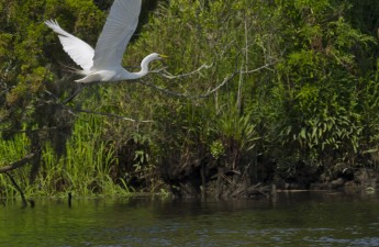 Ashley Scenic River | Credit: South Carolina Dept. of Natural Resources