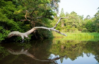 Ashley Scenic River | Credit: South Carolina Dept. of Natural Resources