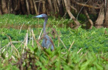 BlueHeron03312016_GatorBait