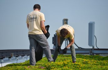 CNT creative commons green roof maintenance