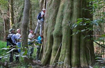 Congaree National Park Cypress - Credit Joe Kegley